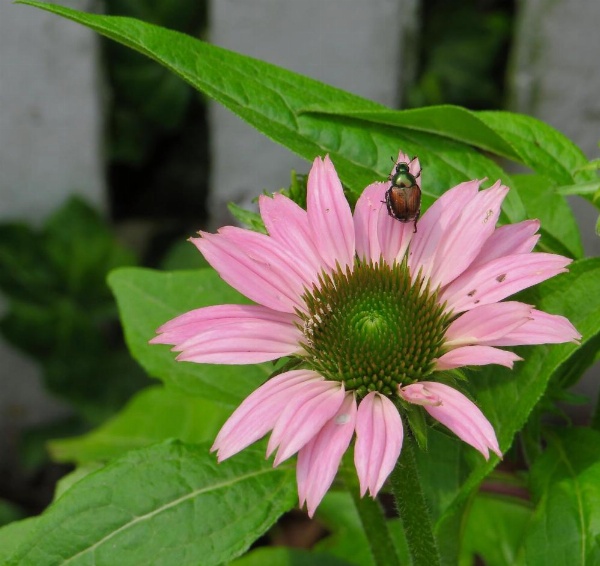 Family Farmhouse Inn image 25